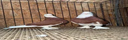 Pigeons birds for sale: FANCY WEST OF ENGLAND TUMBLERS - Advert 9