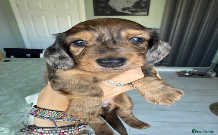 Miniature Dachshund dogs - Advert 4