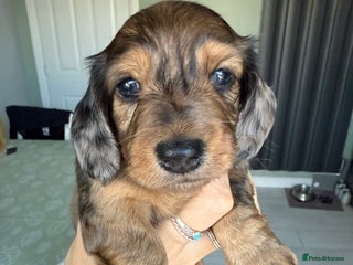 Miniature Dachshund dogs - Advert 11