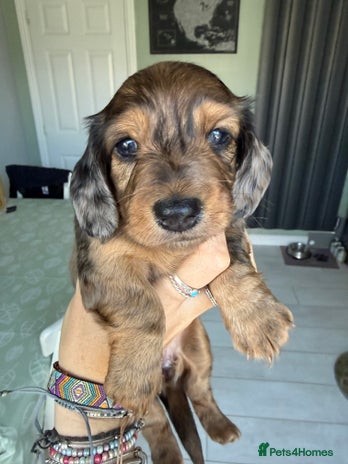 Miniature Dachshund dogs - Advert 11