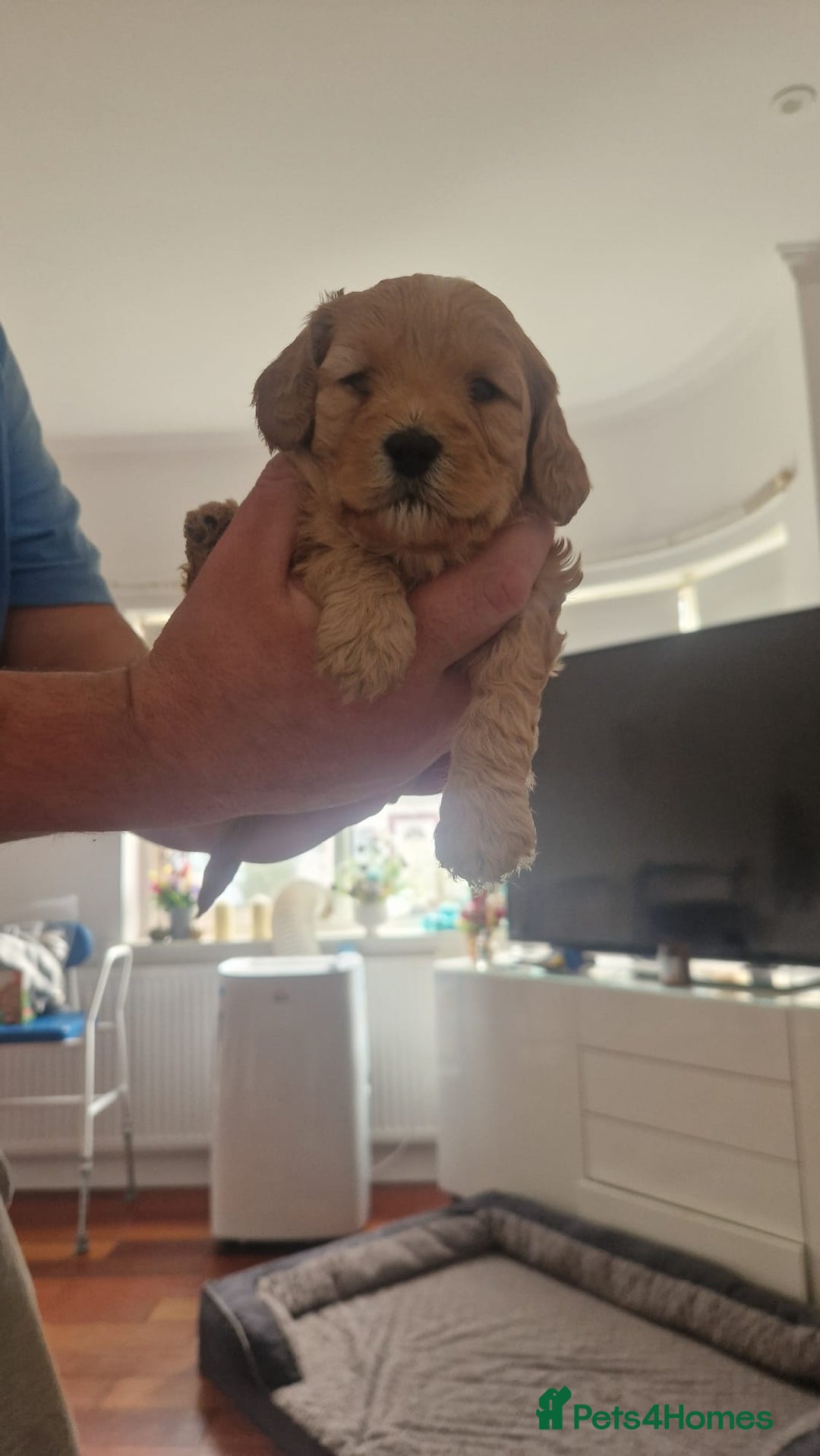 Cockapoo dogs for sale: Adorable cockapoo puppies for sale  - Image 7