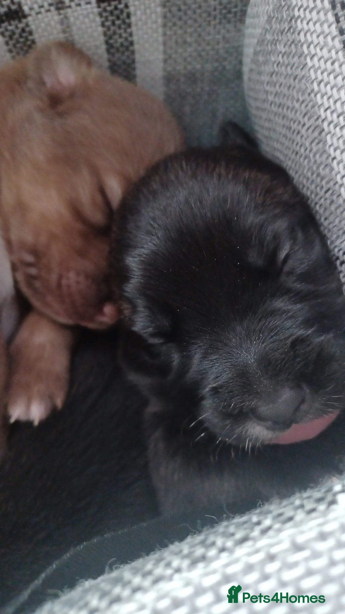 Mixed Breed dogs CANE COLLIE hybrid  - Advert 13