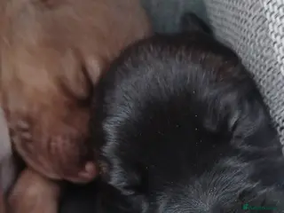 Mixed Breed dogs CANE COLLIE hybrid - Advert 13