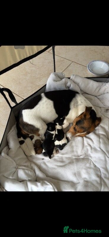 Jack Russell dogs Last female mini jack russle  - Advert 9