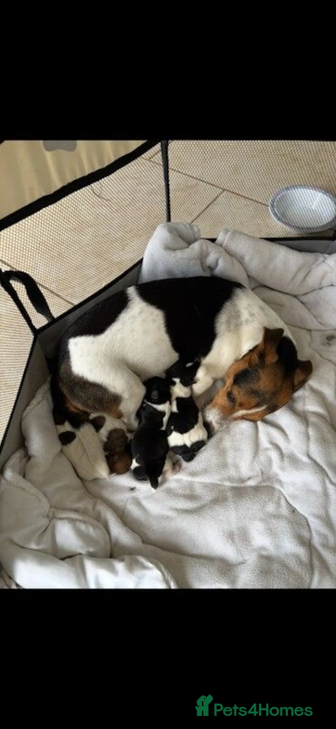 Jack Russell dogs for sale: Last female mini jack russle  - Advert 1