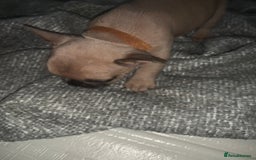 French Bulldog dogs for sale: REDUCED!!🥰Ready SOON 🐾 French bulldog puppies - Image 12