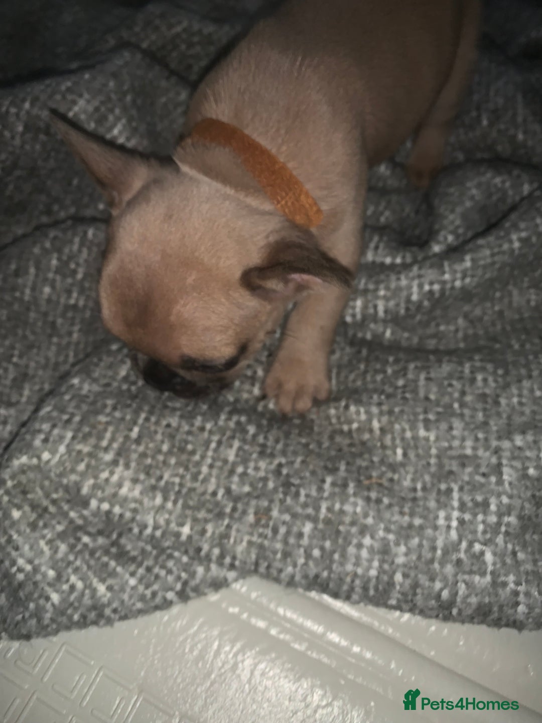 French Bulldog dogs for sale: REDUCED!!🥰Ready SOON 🐾 French bulldog puppies - Image 12