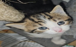 British Shorthair cats for sale: 4 beautiful kittens  - Image 14
