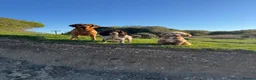 Labrador Retriever dogs for sale: Two beautiful fox red Labrador puppies  - Advert 22