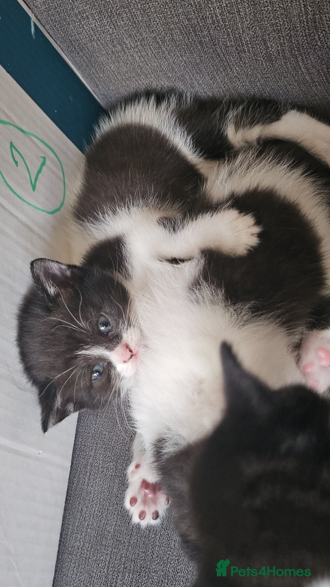 British Shorthair cats for sale: 4 cute kittens  - Image 4