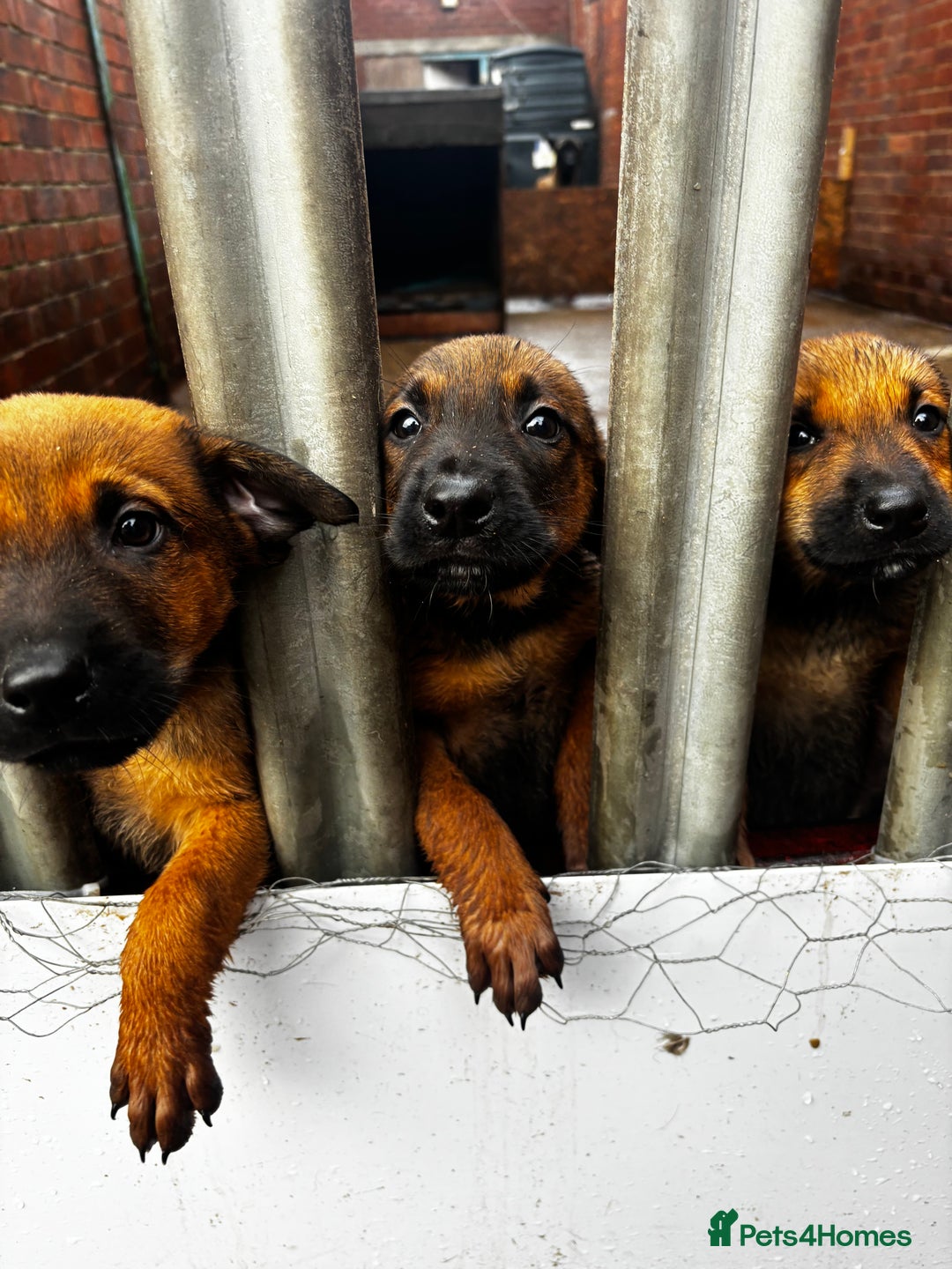 Mixed Breed dogs for sale: Rottweiler x belian malinois - Advert 3