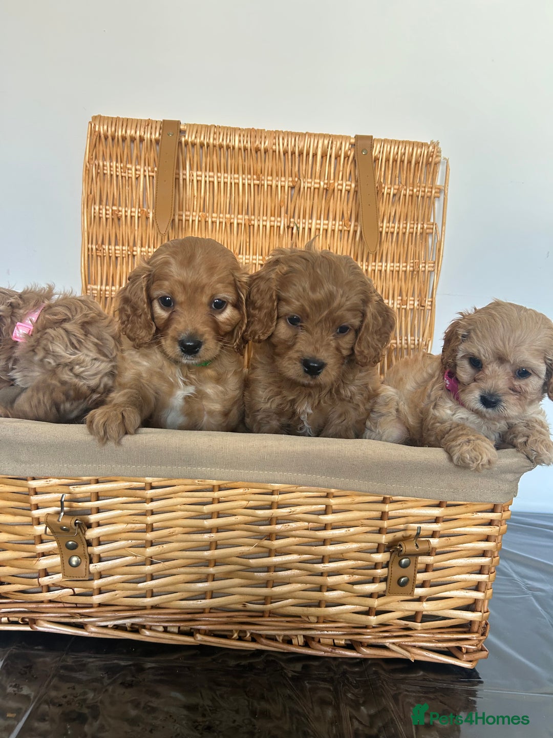 Cavapoo dogs for sale: Stunning, F1 Cavapoo fully health tested parents  - Image 10