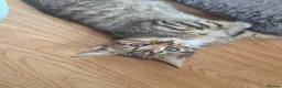 Mixed Breed cats for sale: Beautiful Tabby Kitten for Sale - Advert 7