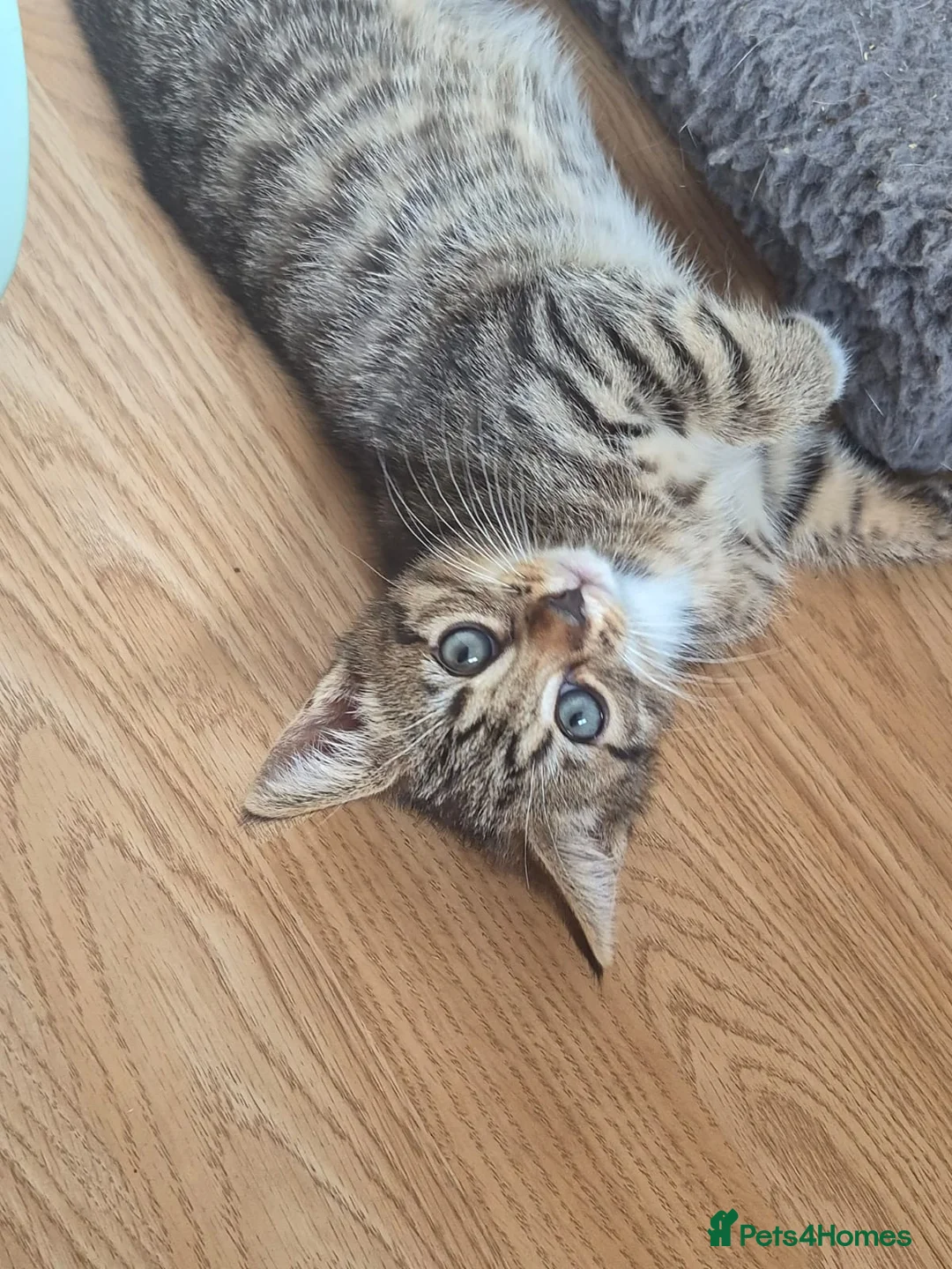 Mixed Breed cats for sale: Beautiful Tabby Kitten for Sale - Advert 7