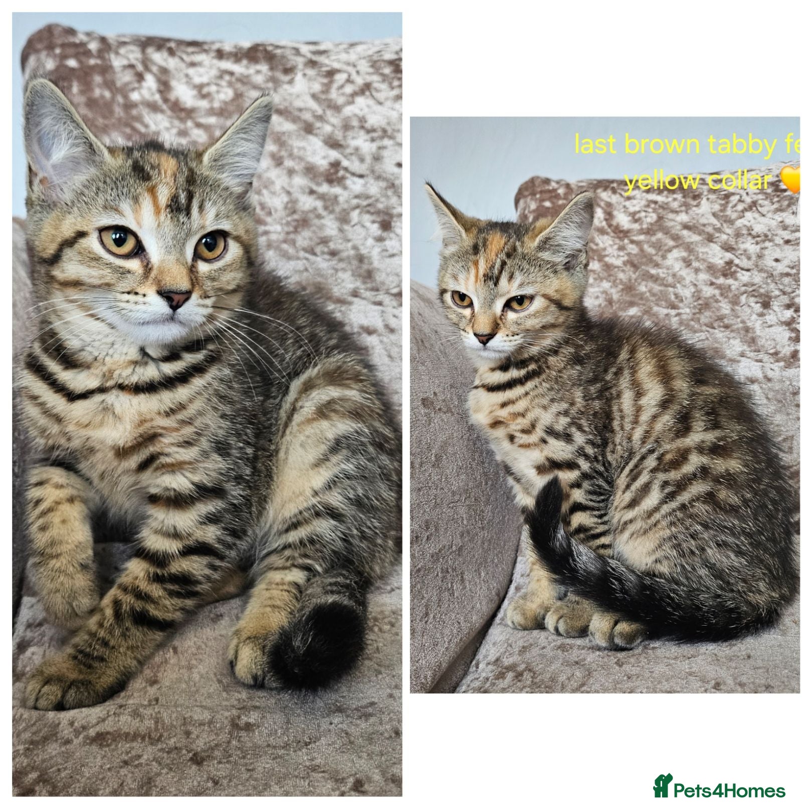 Mixed Breed cats British blue shorthair crossed tabby female    - Advert 1