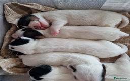 Jack Russell dogs for sale: 🐶🐶 Beautiful jack russell puppies 🐶🐶 - Image 10