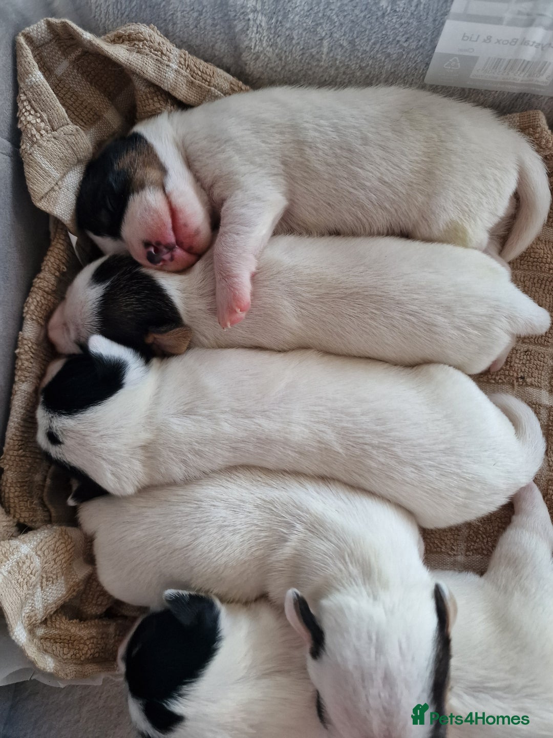 Jack Russell dogs for sale: 🐶🐶 Beautiful jack russell puppies 🐶🐶 - Image 10
