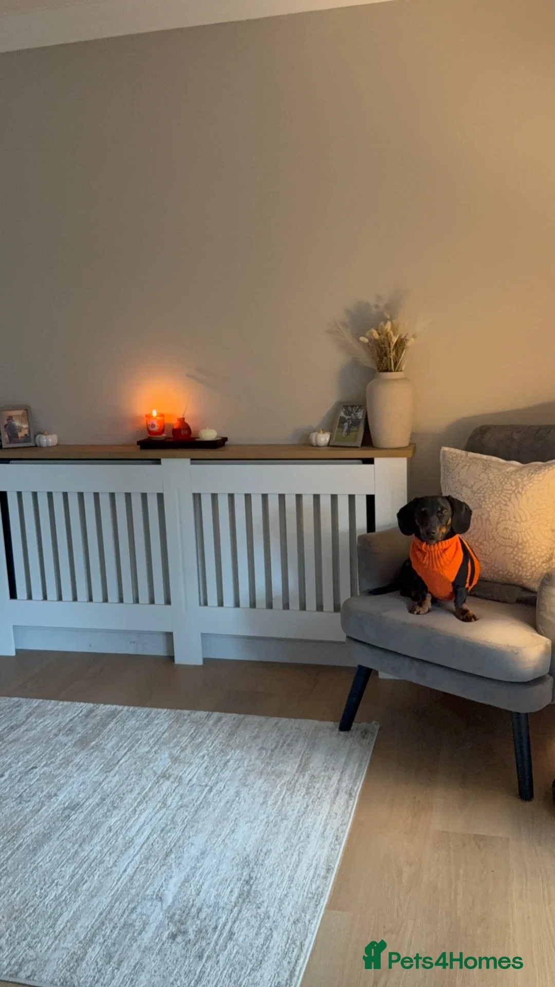 Dachshund dogs for sale: Rehome in Skelmersdale - Advert 5