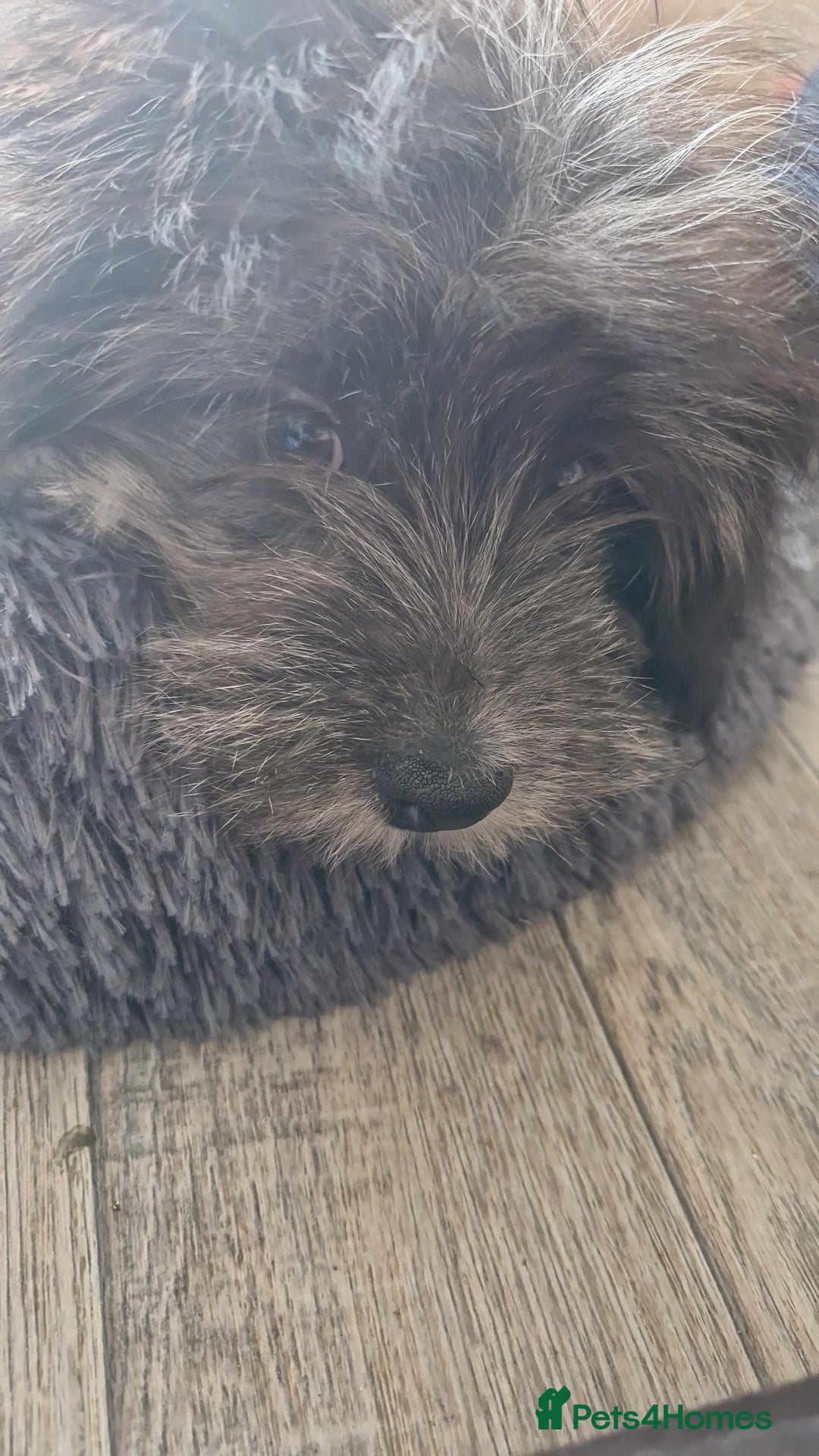 Pomchi dogs for sale: Pomchic pup  - Image 10