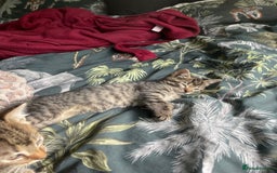Mixed Breed cats for sale: 3 lovely natured, characterful tabby’s  - Image 10