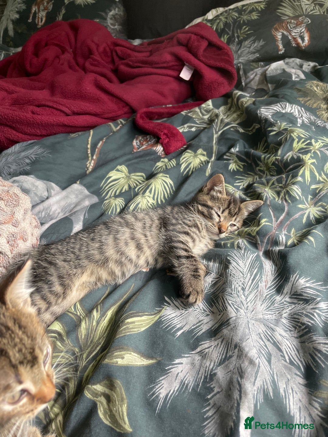 Mixed Breed cats for sale: 3 lovely natured, characterful tabby’s  - Image 10