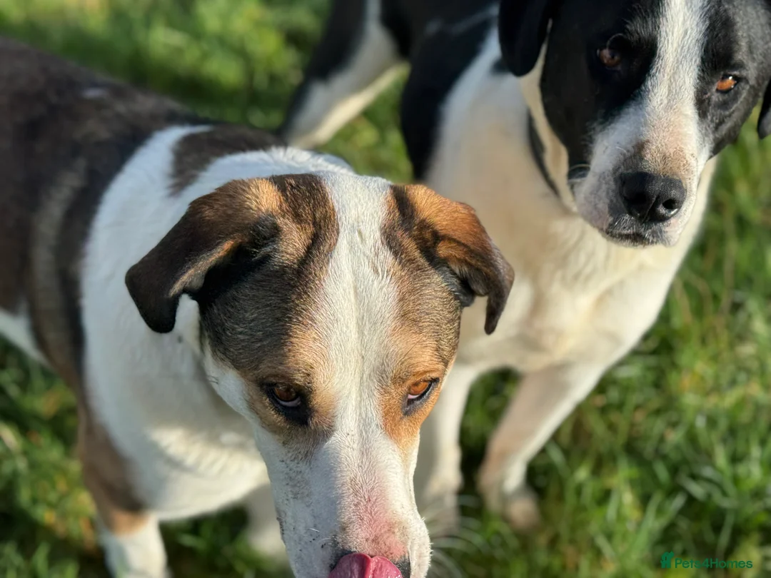 Mixed Breed dogs for adoption: Maya & Luca still waiting for you to see them 💔 - Advert 25