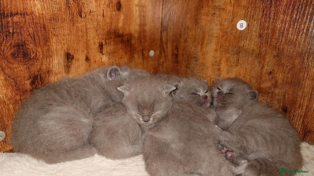 British Shorthair cats Cute babies! - Advert 1