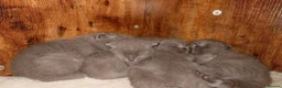 British Shorthair cats for sale: Cute babies! - Advert 1