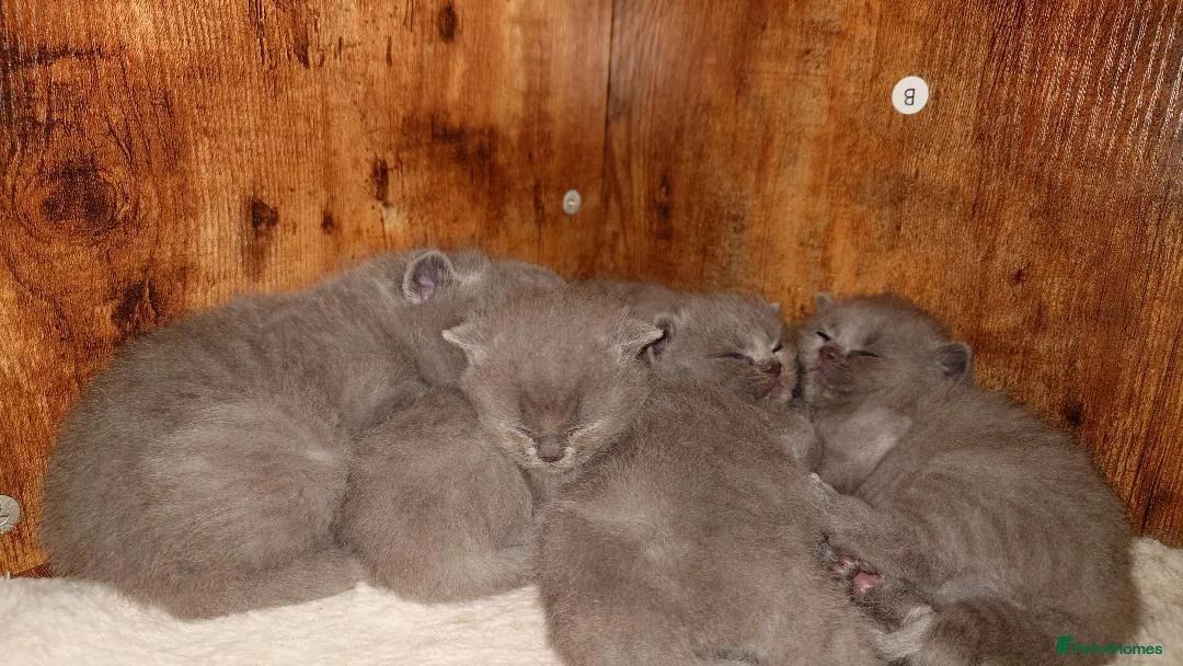 British Shorthair cats for sale: Cute babies! - Advert 1