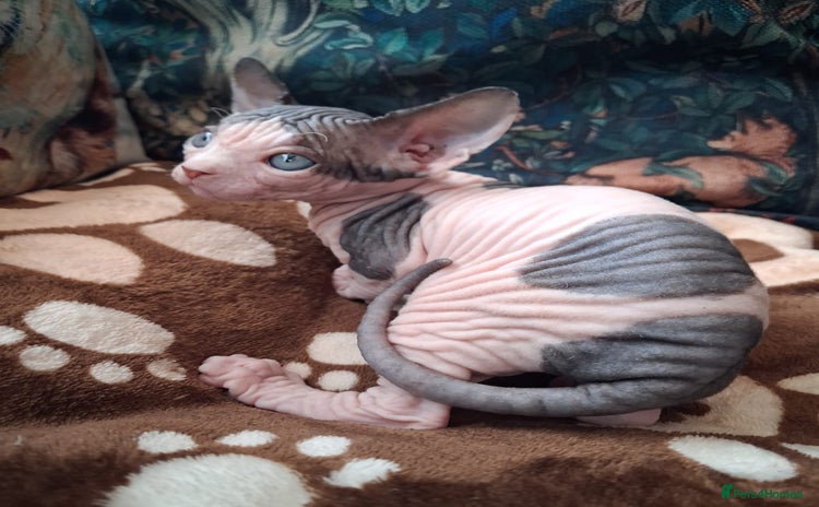 Sphynx cats Sphynx Kittens - Advert 8