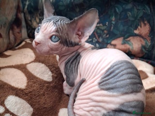 Sphynx cats Sphynx Kittens - Advert 6