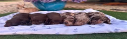 Dachshund dogs for sale: Beautiful Dachshunds  in Gloucester - Advert 16
