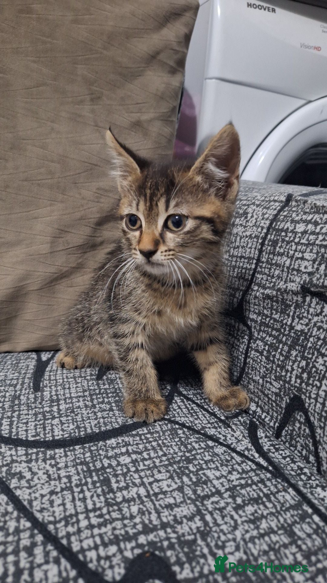 Domestic Shorthair cats 4 Domestic Shorthair Kittens - Advert 1