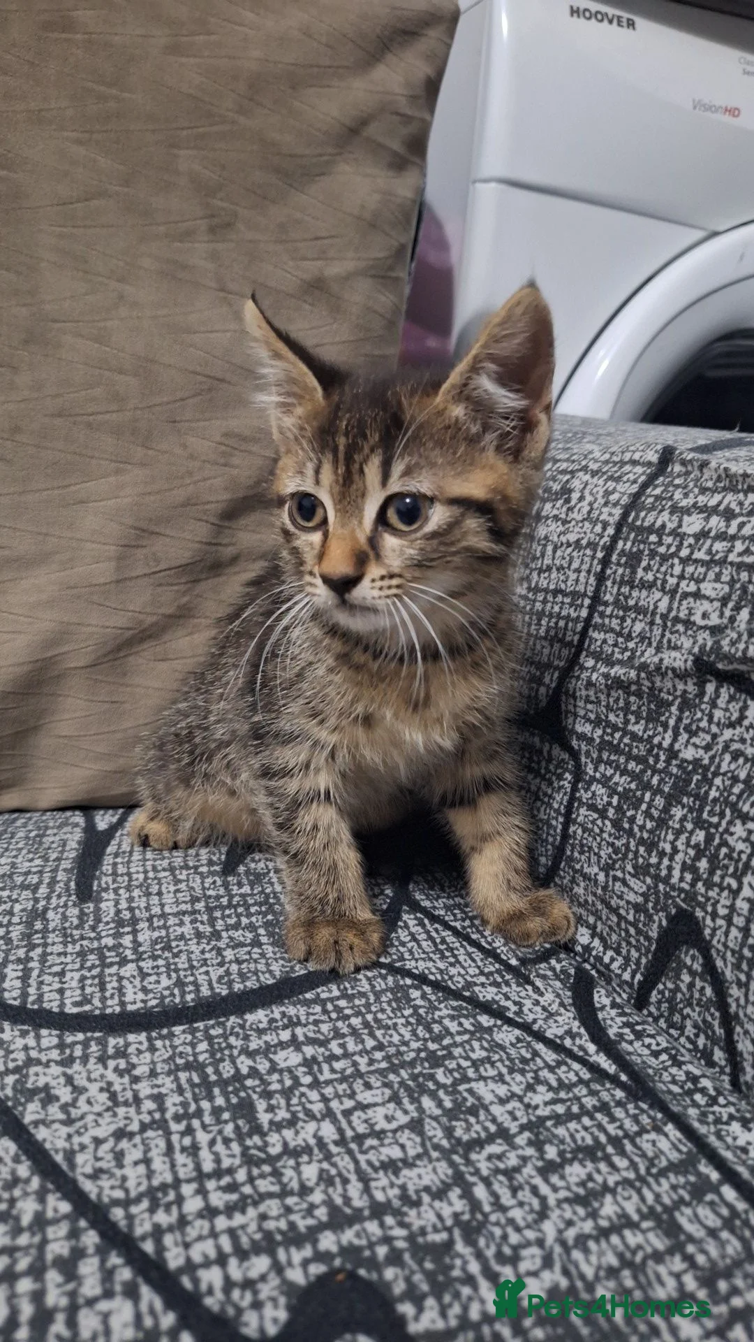 Domestic Shorthair cats for sale: 4 Domestic Shorthair Kittens in Worcester - Advert 1