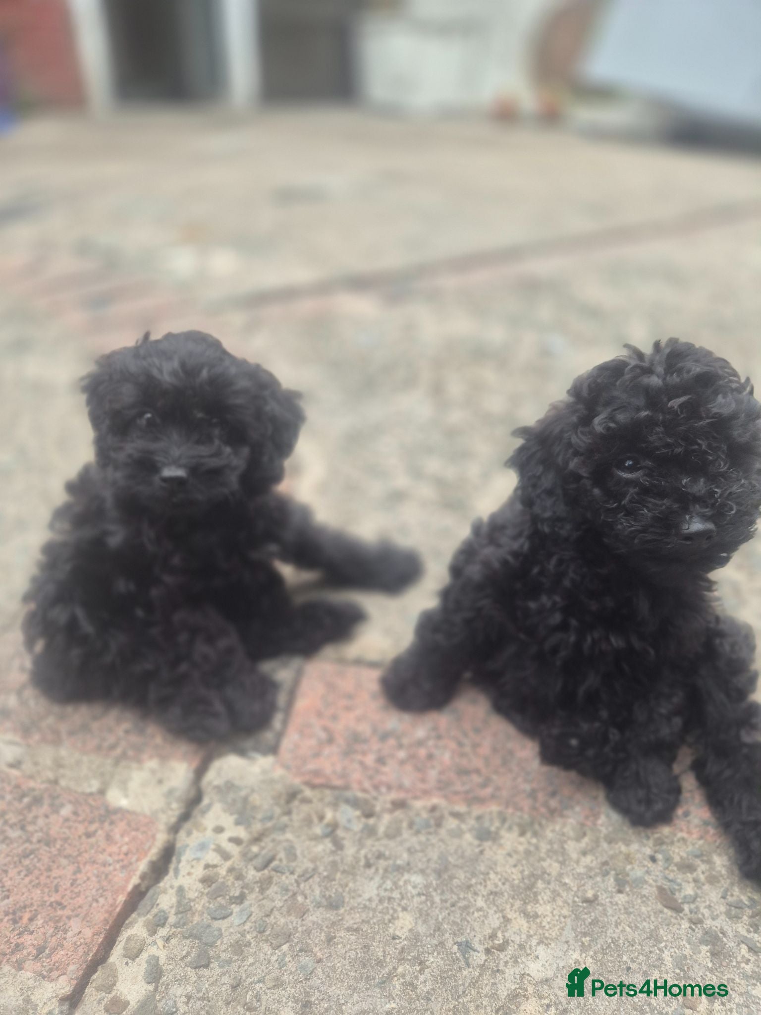 Cockapoo dogs Cockapoo puppies - Advert 6