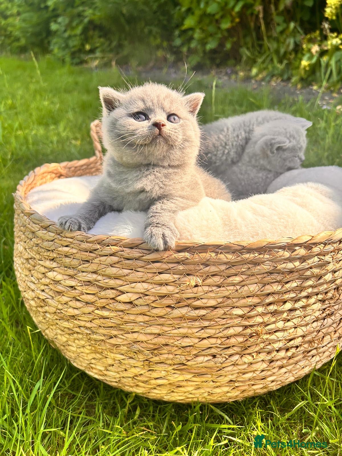British Shorthair cats 🌈 🏆 supreme champion 💙BSH 🏆 🧸 - Advert 1
