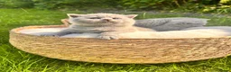 British Shorthair cats for sale: 🌈 🏆 supreme champion 💙BSH 🏆 🧸 - Advert 1