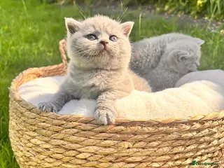 British Shorthair cats for sale: 🌈🏆 Supreme champion 💙BSH 🏆 🧸 - Advert 1