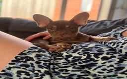 French Bulldog dogs for sale: Chocolate and tan boy - Image 2