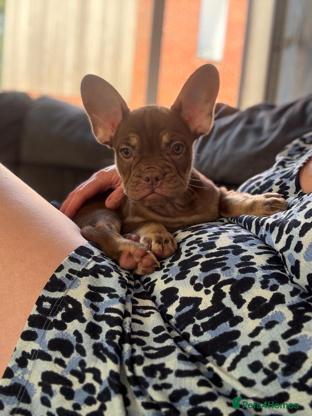 French Bulldog dogs for sale: Chocolate and tan boy - Image 2