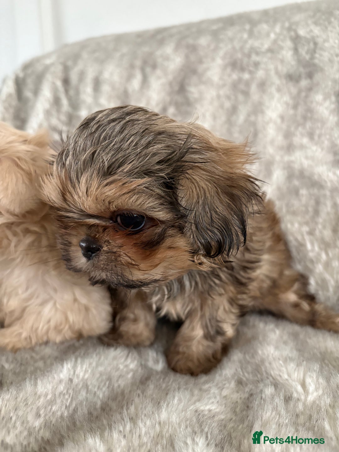 Shih Tzu dogs for sale: Reduced Ready now imperial Shihtzu  - Advert 8