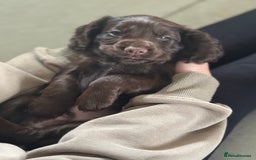Cocker Spaniel dogs for sale: Kc reg, working bred cocker spaniels - Image 2