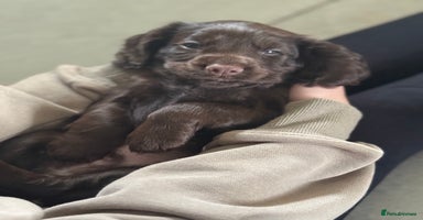 Cocker Spaniel dogs - Advert 3