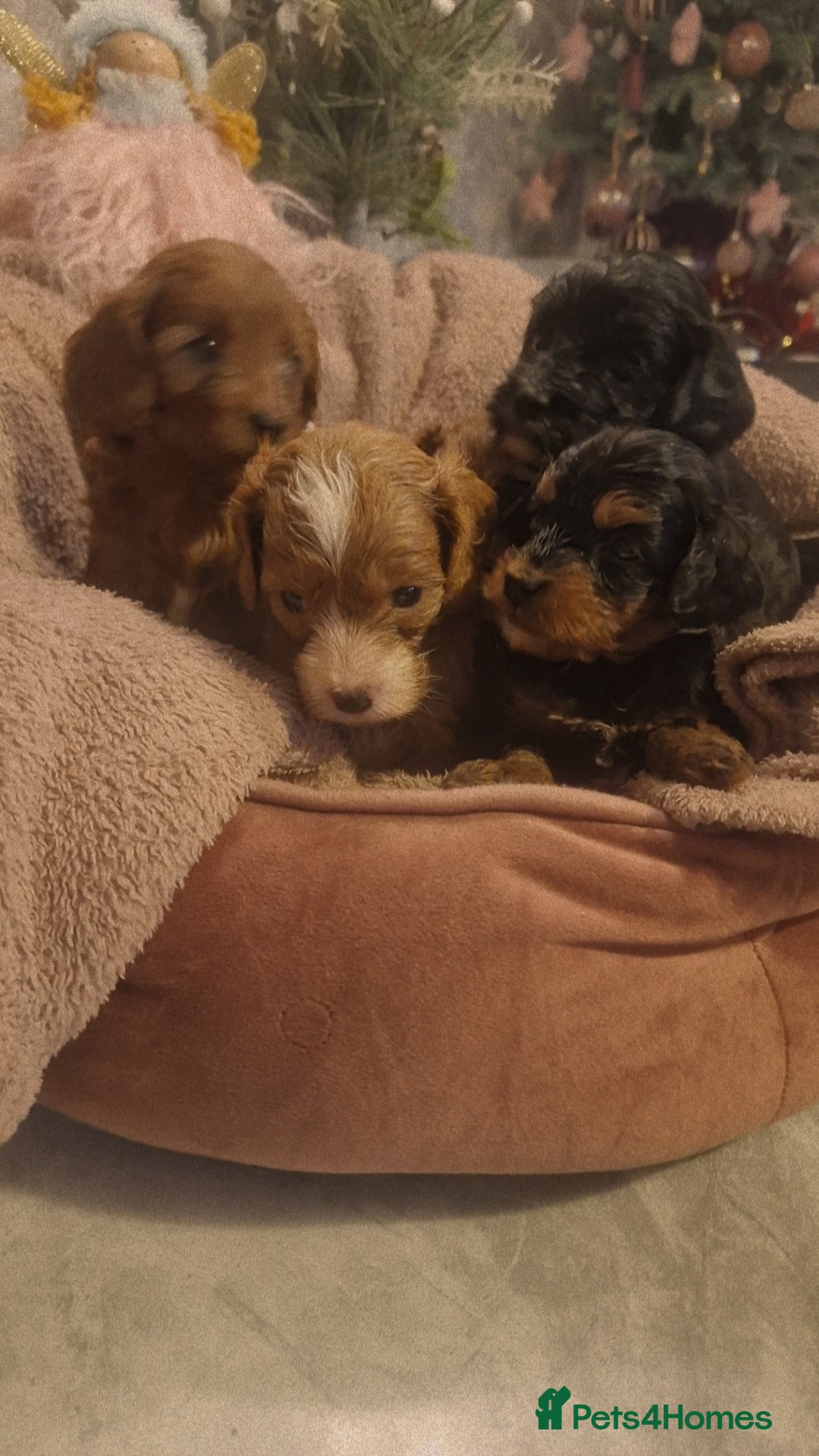 Cavapoo dogs for sale: Beautiful cavapoo puppies  - Advert 6
