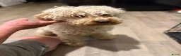 Cockapoo dogs for sale: Toy Cockapoos  - Advert 9