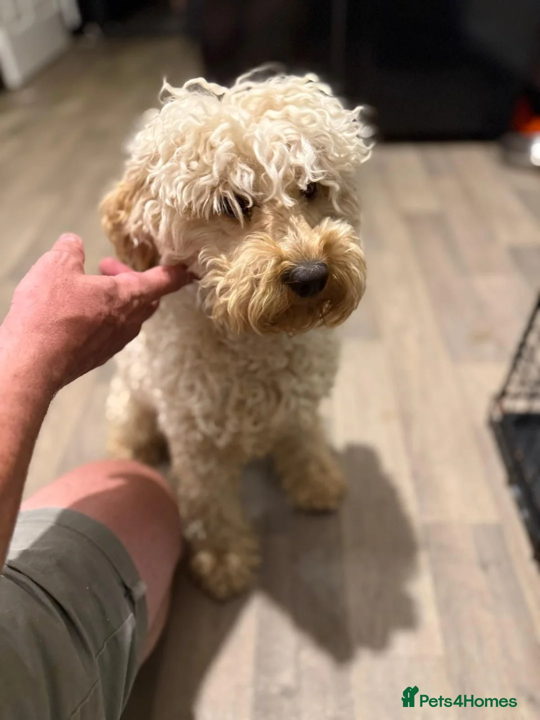Cockapoo dogs for sale: Toy Cockapoos  - Advert 7