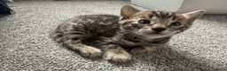 Bengal cats for sale: Exceptional bengal babies 🐆💎❤️ - Advert 5