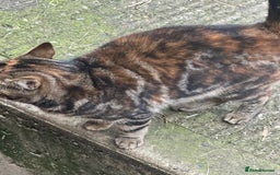Bengal cats for sale: Part Bengal beautiful kittens in Bury Saint Edmunds - Image 9