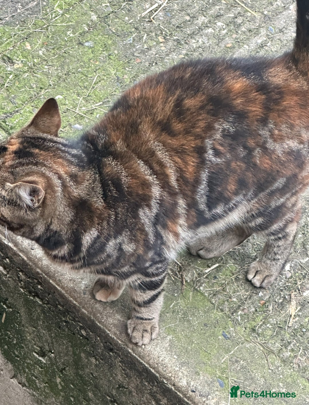 Bengal cats for sale: Part Bengal beautiful kittens in Bury Saint Edmunds - Image 9