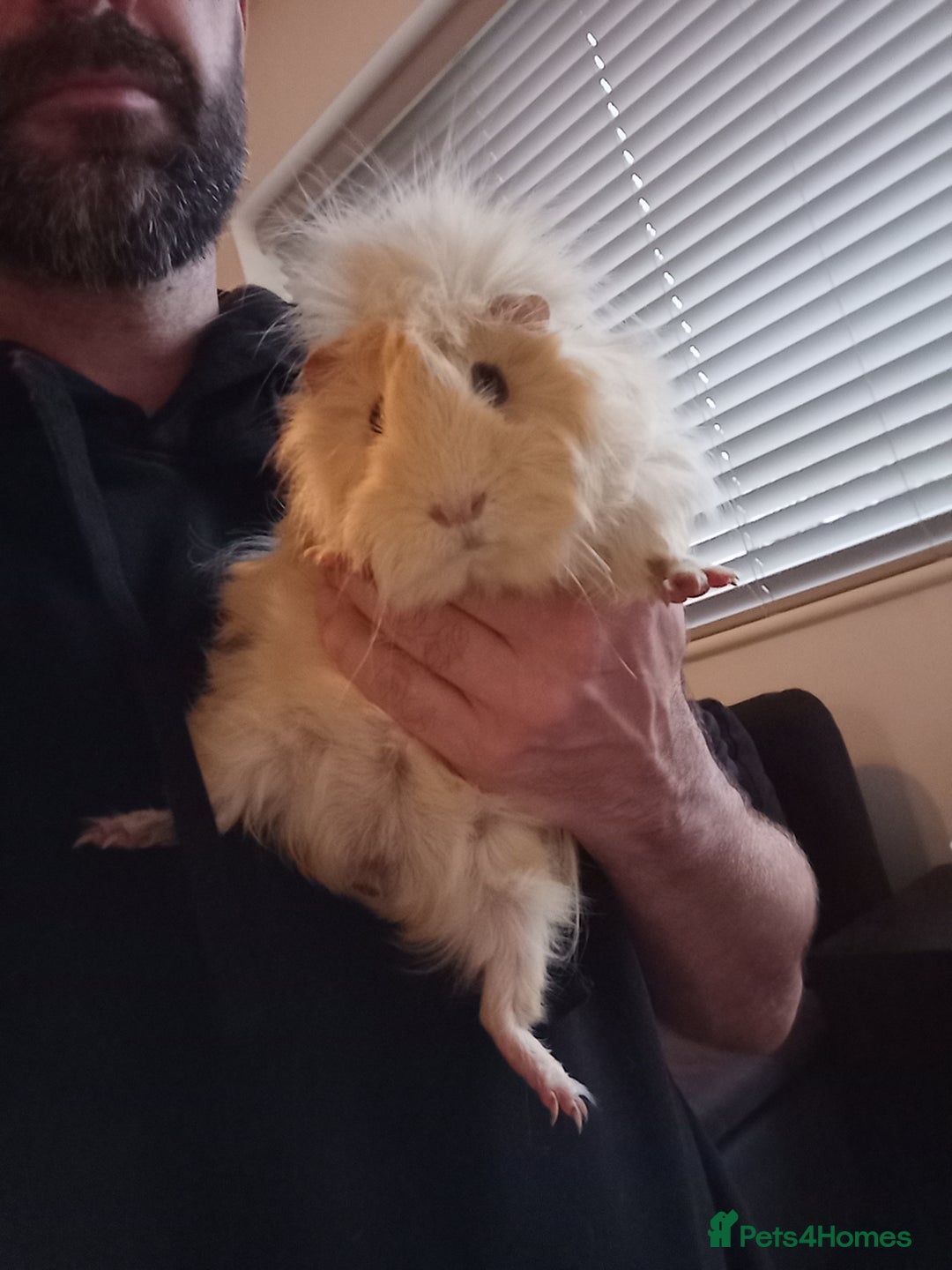 Guinea Pig rodents for sale: 2 male guinea pigs - Advert 4
